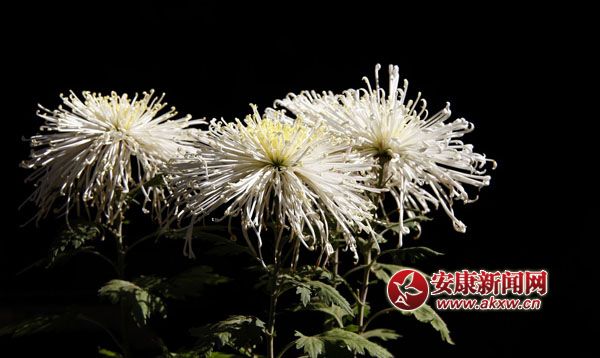 10京`ŵľջ鿶bȻһʒɪͼȡζɢl.jpg